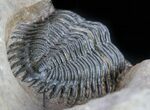Pair of Metacanthina (Asteropyge) Trilobites - Lghaft #57669-6